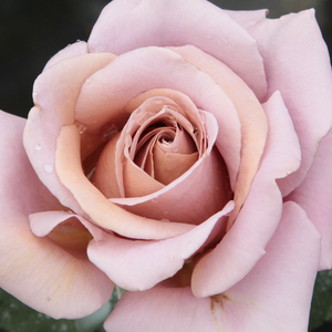 Kупить В Интернет-Магазине - Poзa Коко Локо - коричневая - Роза флорибунда  - роза с тонким запахом - Кристиан Бедар - Цветы с непривычным коричеватым оттенком вначале,  переходящим позднее в лавандовый, прекрасно и долго стоят в вазе.